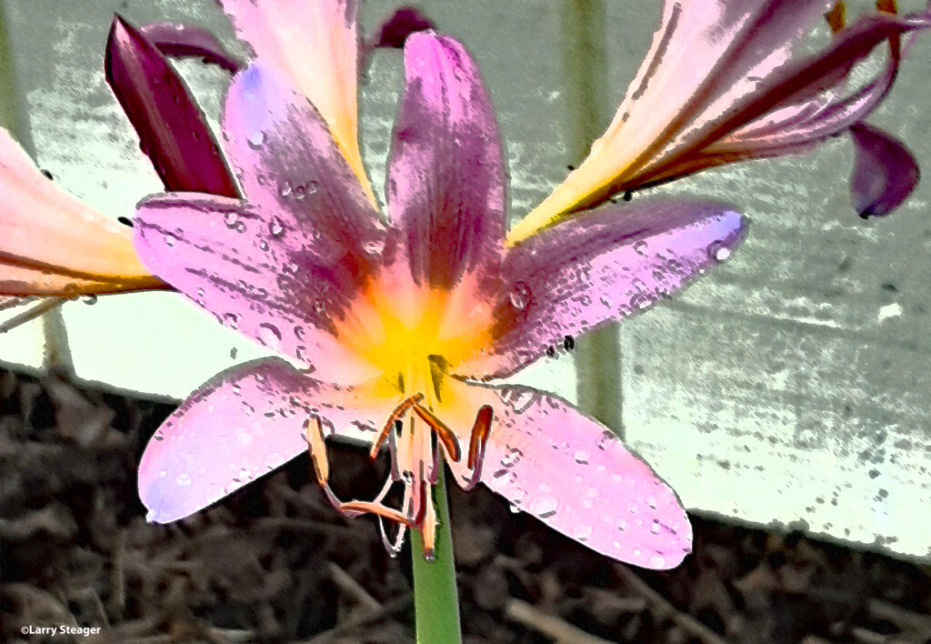 Surprise lily artistic by larrysphotos
