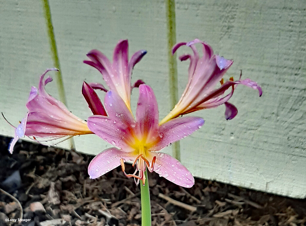 Surprise lily by larrysphotos