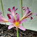 Surprise lily by larrysphotos
