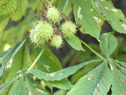 10th Aug 2023 - Conkers 