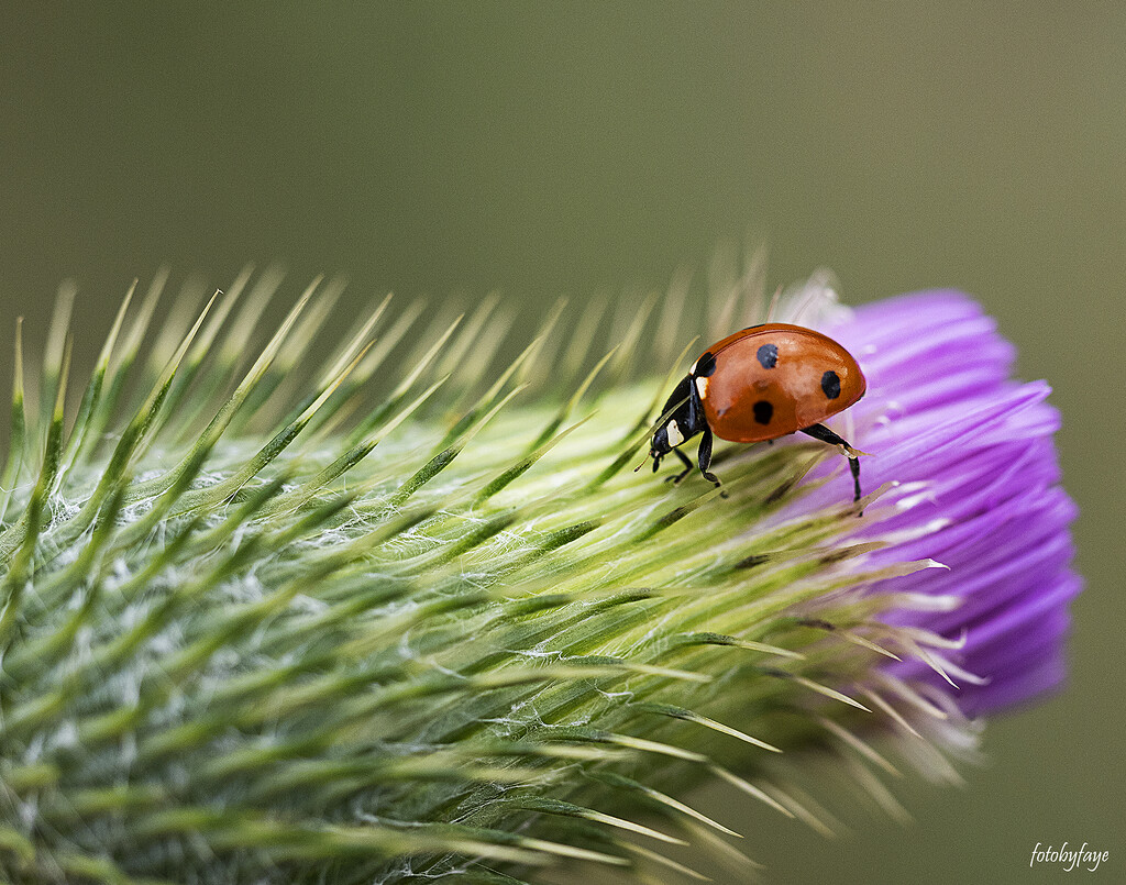 Ladybug on a thistle bud by fayefaye