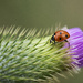 Ladybug on a thistle bud by fayefaye