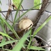 mushrooms have popped up in my planter by wiesnerbeth