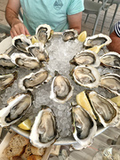 8th Aug 2023 - Oysters. 