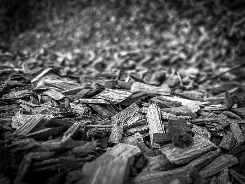 Wood Chips by sburton