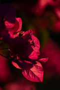 11th Aug 2023 - Bougainvillea in the afternoon sun