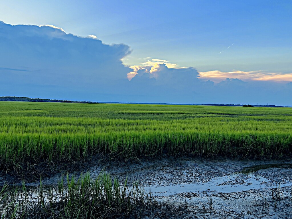 Late afternoon marsh vista with tidal creek by congaree