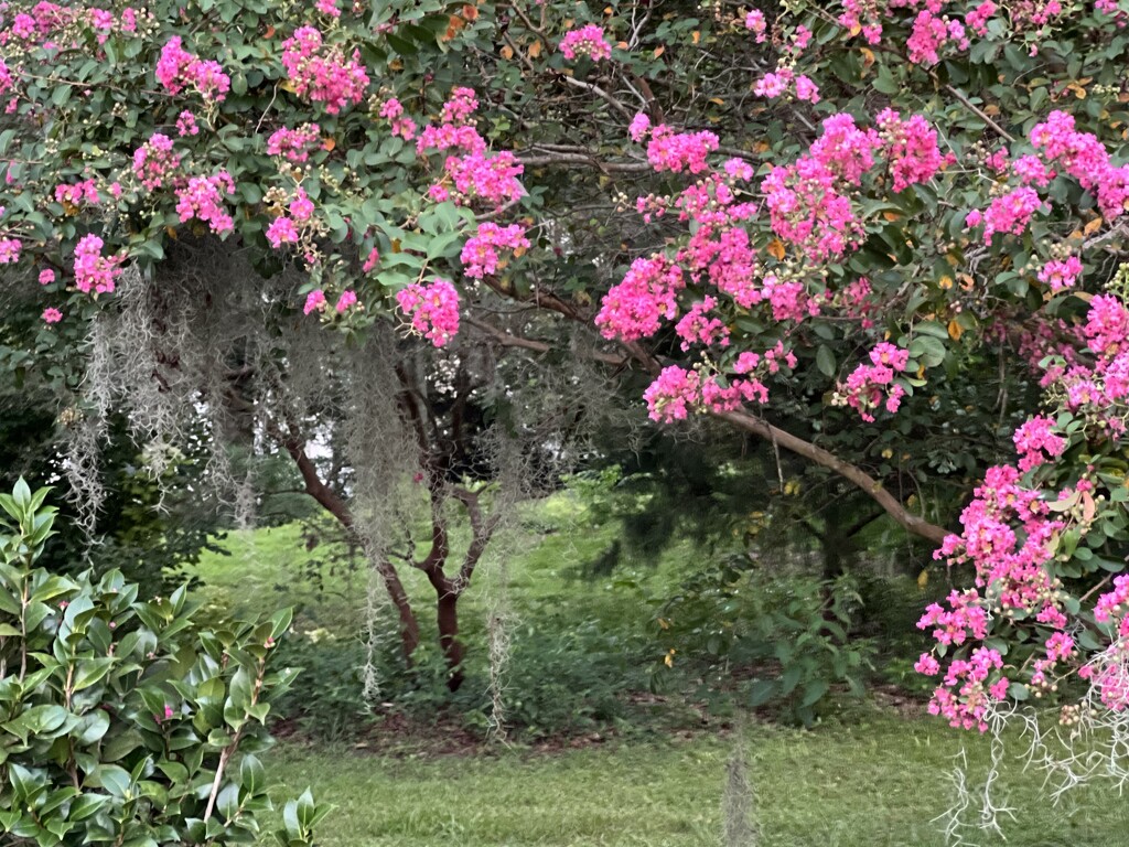  Rape myrtles in bloom by congaree