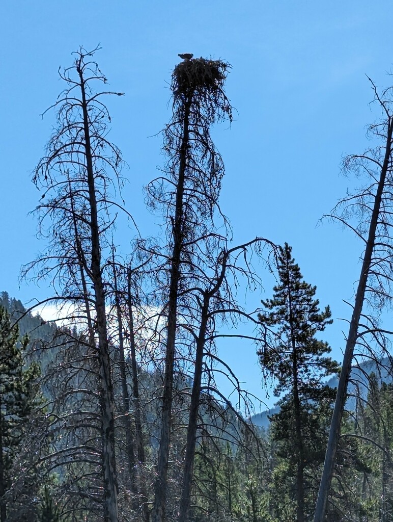 Osprey Nest by harbie
