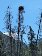 9th Aug 2023 - Osprey Nest