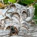 Hornet's Nest by kwind