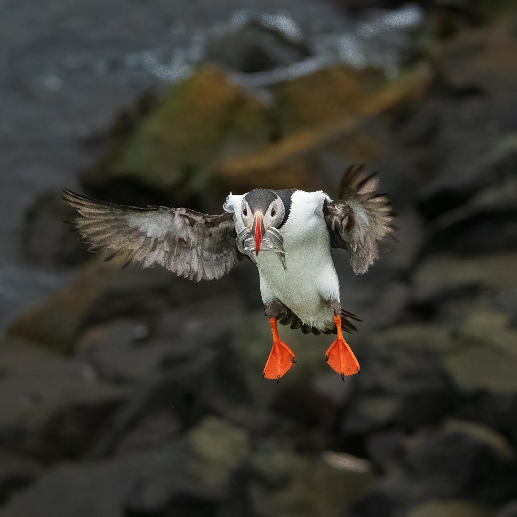 Puffin by yaorenliu