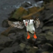 10th Aug 2023 - Puffin