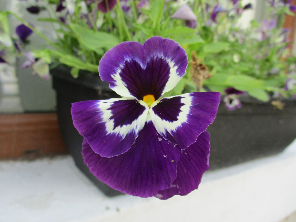 Upside down pansy. by grace55