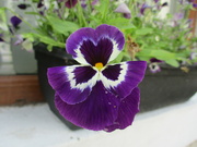 11th Aug 2023 - Upside down pansy.