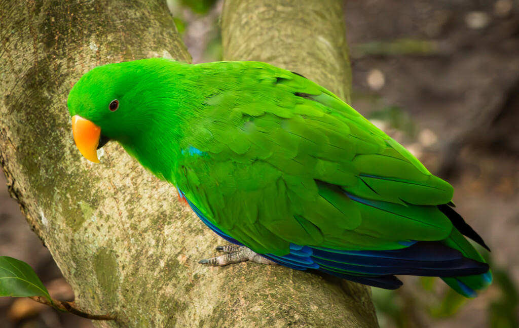 Eclectus Parrot by 365projectclmutlow