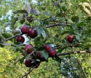 10th Aug 2023 - Red Apples