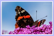 11th Aug 2023 - Red Admiral Butterfly