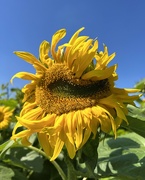11th Aug 2023 - Sunflower