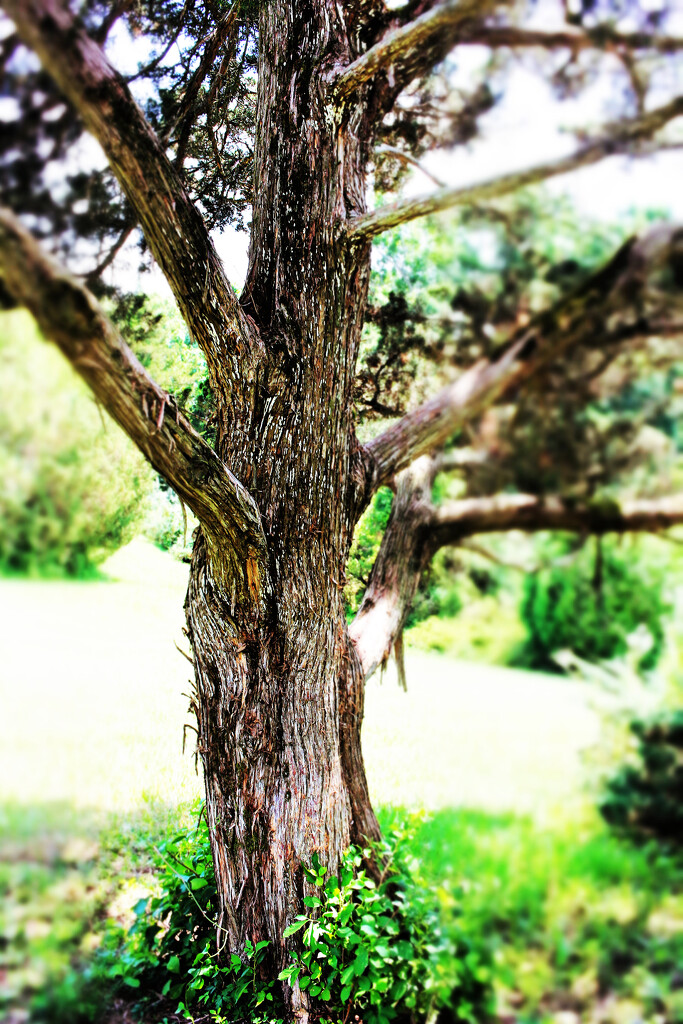 Canaert Juniper by juliedduncan