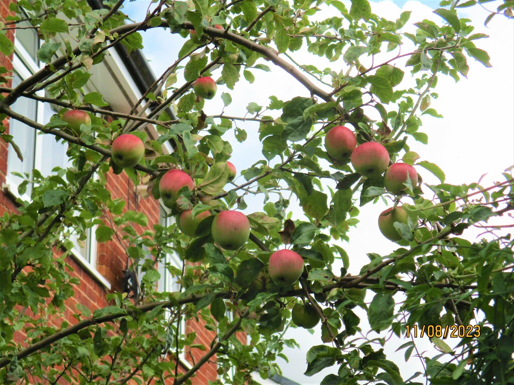 Apples on a nearby tree. by grace55