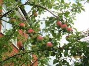 12th Aug 2023 - Apples on a nearby tree.