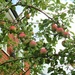 Apples on a nearby tree. by grace55