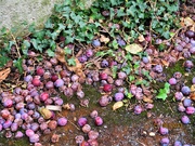 13th Aug 2023 - Fallen plums.