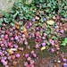 Fallen plums. by grace55