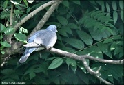 11th Aug 2023 - Just a wood pigeon
