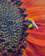 10th Aug 2023 - Pollen Gathering