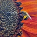 Pollen Gathering by njmom3