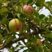 Apples by jnr
