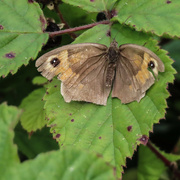 7th Aug 2023 - tatty butterfly