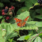 8th Aug 2023 - Spectacular butterfly