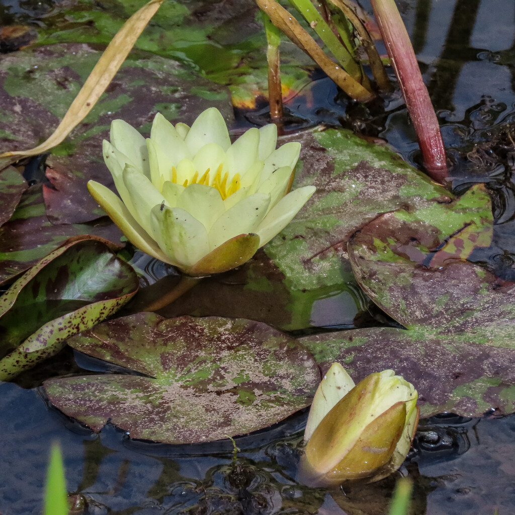 Water Lilies by mumswaby