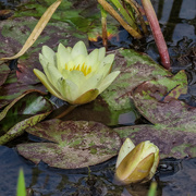 11th Aug 2023 - Water Lilies