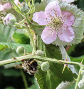 9th Aug 2023 - Busy Bee