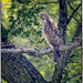 Juvenile Red Shoulder Hawk? by bluemoon