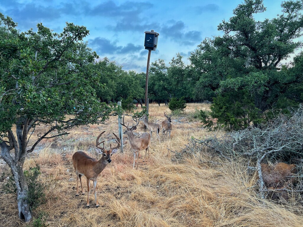 Bucks in Velvet by dkellogg