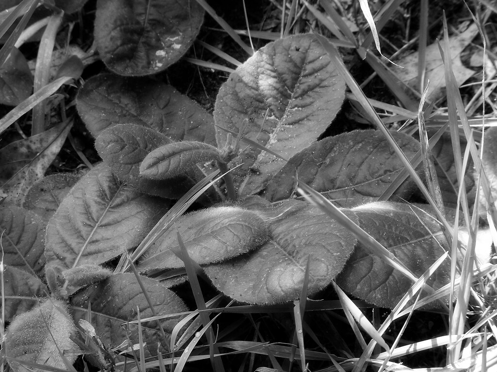 Elephantopus tomentosus leaves... by marlboromaam