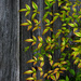 Painted nandina leaves... by marlboromaam