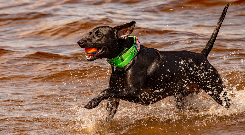 Pup, Having Fun And Staying Cool! by rickster549