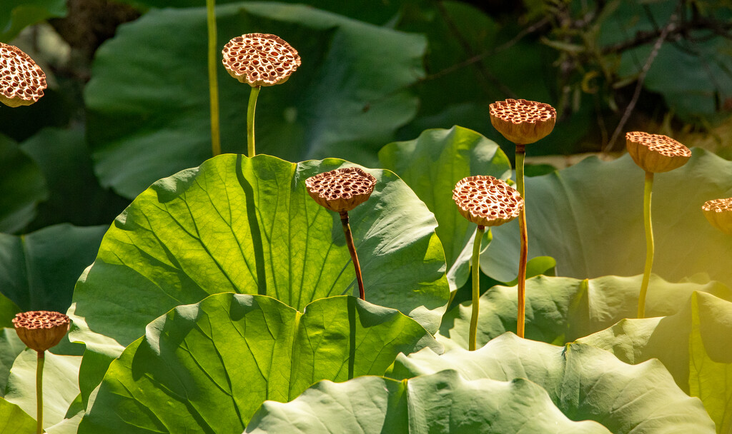 Lotus Flower Stems! by rickster549