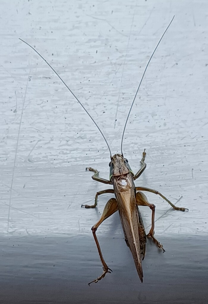 Grasshopper by busylady