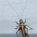 Grasshopper by busylady