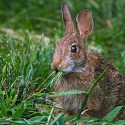 11th Aug 2023 - "Relax, it's only crabgrass!"