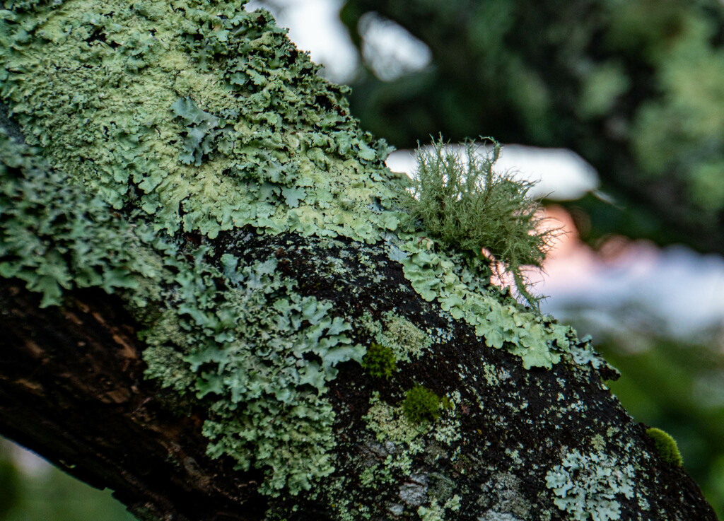 Variety is the lichen on trees by randystreat