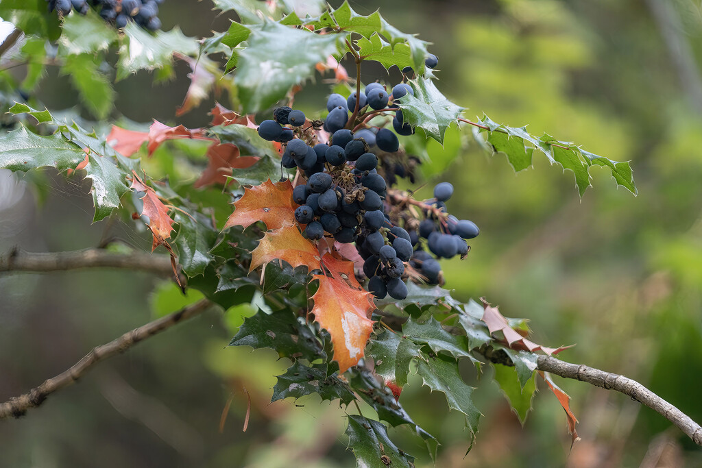 Oregon Grape by k9photo