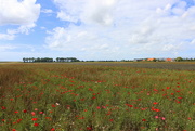 12th Aug 2023 - Nearly  to be harvest 